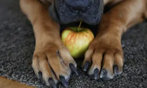 Czy pies może jeść owoce? Dowiedz się, które są bezpieczne i zdrowe!