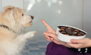 Czy pies może jeść gorzką czekoladę? Oto, dlaczego to niebezpieczne!