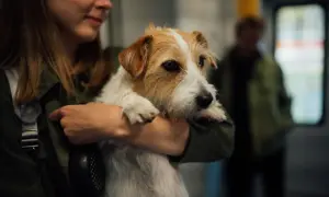 Ile powinien jeść szczeniak jack russell terrier? Klucz do zdrowego wzrostu!