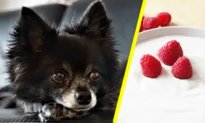 Czy pies może jeść jogurt? Bezpieczne zasady i zdrowotne korzyści.