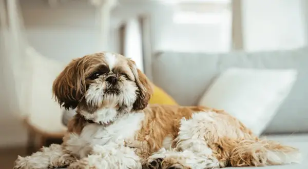 Ile gram karmy dla szczeniaka shih tzu? Kluczowe wskazówki żywieniowe.