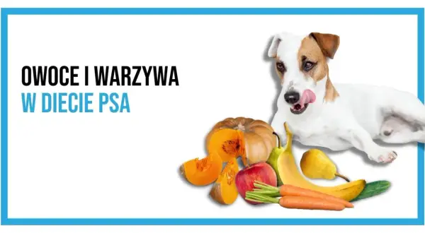 Czy psy mogą jeść warzywa? Dowiedz się, które są bezpieczne i zdrowe!