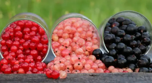 Czy pies może jeść czerwoną porzeczkę? Korzyści i zagrożenia w diecie psa